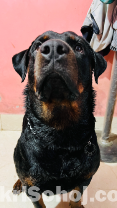 Rottweiler dog